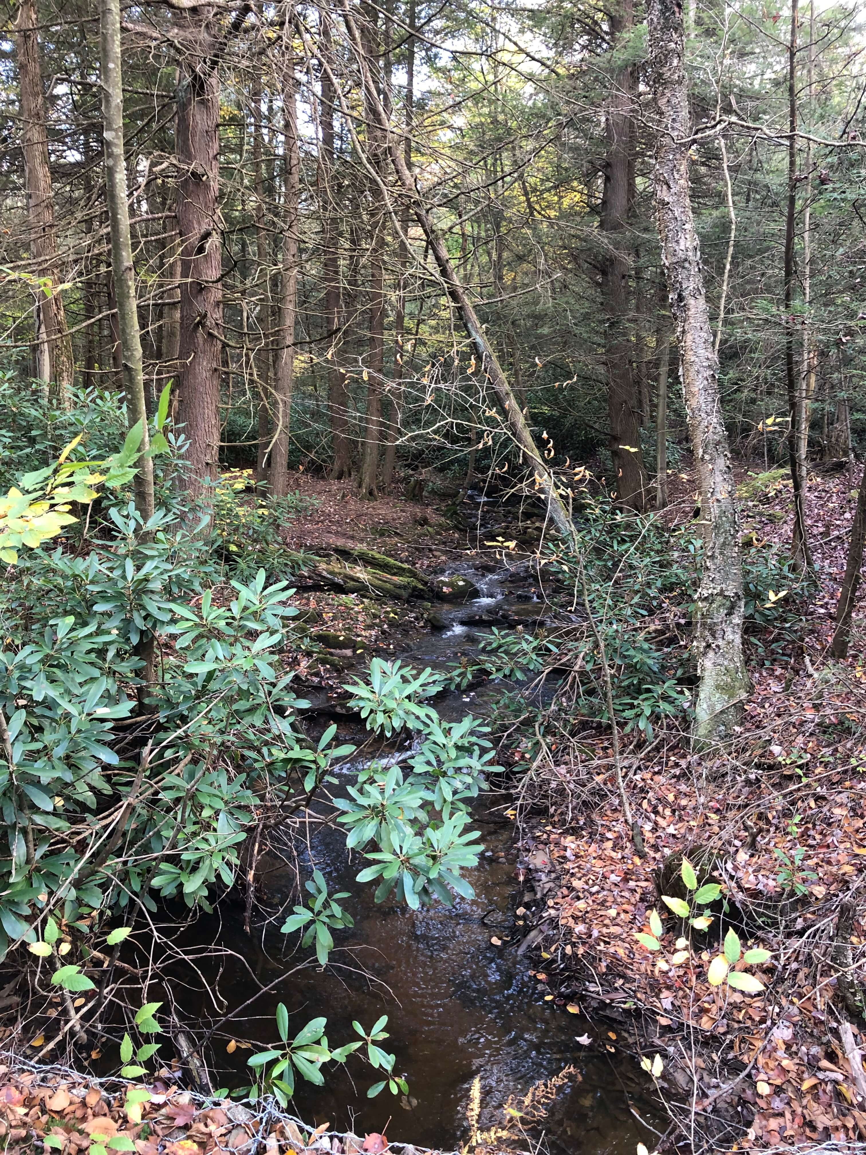 Laurel Highlands Gravel Routes Collection - Beam Run Road Stream