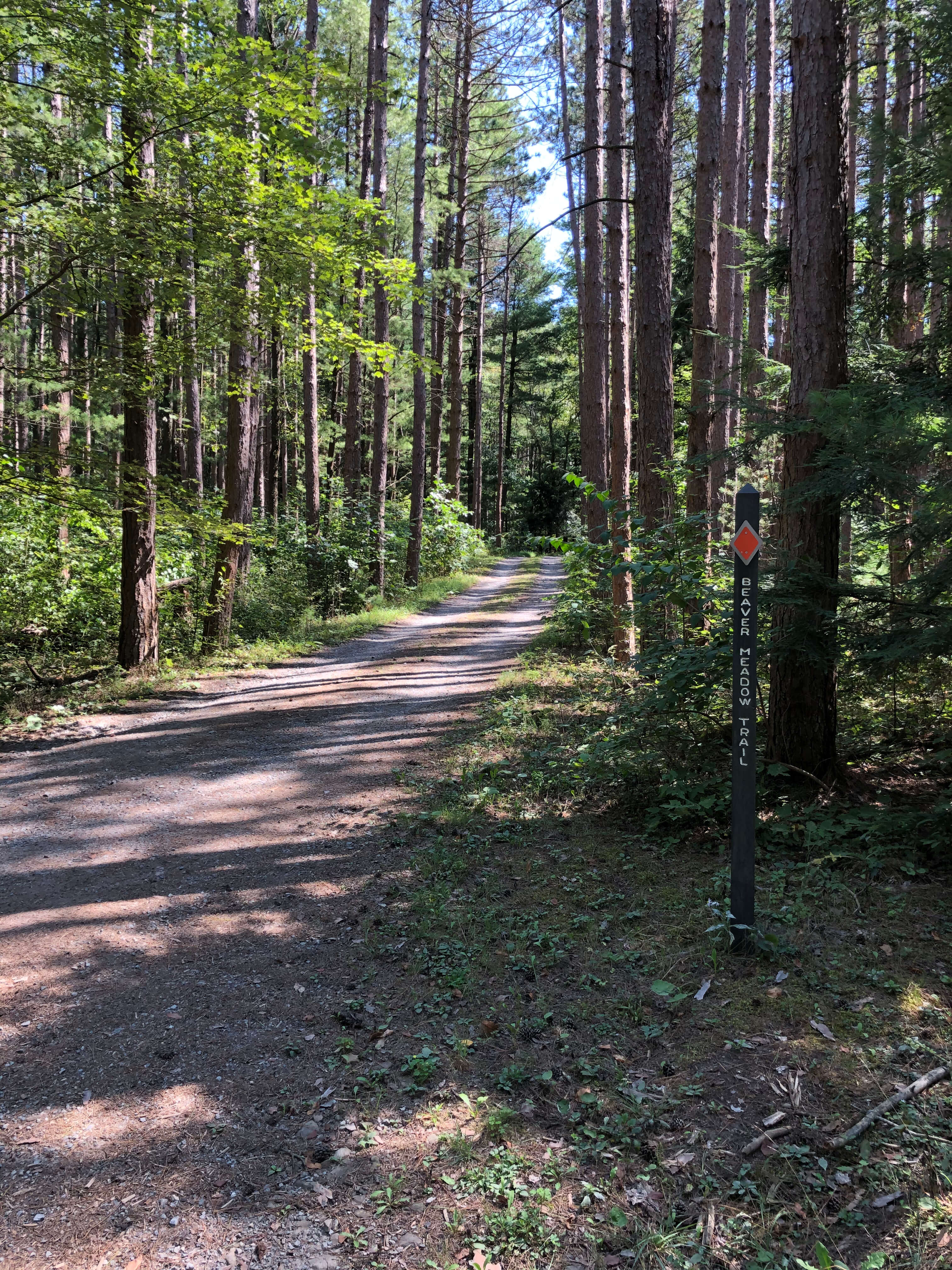 Public Lands Ride- 2020 - Black Moshannon State Park-Moshannon State Forest Route - Beaver Meadow Trail